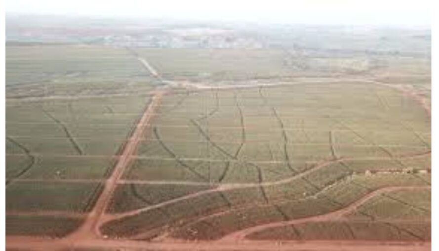 New claims emerge over land grabbing in Del Monte